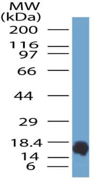 Western Blot: Siglec-3/CD33 Antibody [NBP2-29619]