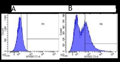 Flow Cytometry: CD34 Antibody (My10) - Chimeric - Azide and BSA Free [NBP2-62554]