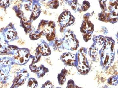 Immunohistochemistry-Paraffin: CD34 Antibody (QBEnd/10 + HPCA1/763) - Azide and BSA Free [NBP2-47909]