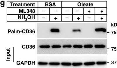 Western Blot: CD36 Antibody (1283D)BSA Free [NBP2-54790]