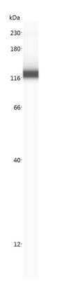 Simple Western: CD36 AntibodyBSA Free [NB400-145]