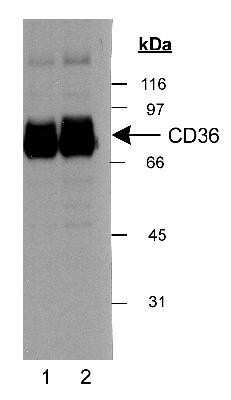 Western Blot: CD36 AntibodyBSA Free [NB400-145]