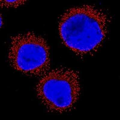 Immunocytochemistry: CD36 Antibody (877302) - Azide and BSA Free [MAB19553]