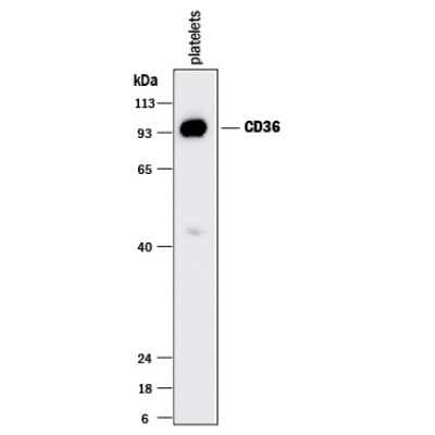 Western Blot: CD36 Antibody (877302)Azide and BSA Free [MAB19553]