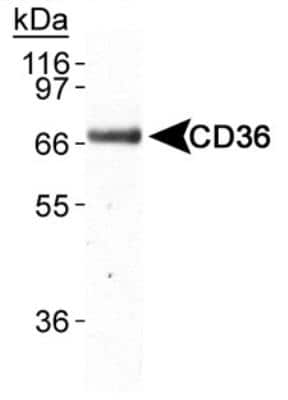 Western Blot: CD36 Antibody (D-2712)BSA Free [NB110-59724]