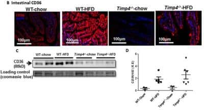 Immunohistochemistry: CD36 Antibody - BSA Free [NB400-144]
