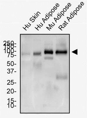 Western Blot: CD36 AntibodyBSA Free [NB400-144]