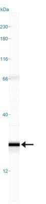 Simple Western: CD38 Antibody (1G7F4)Azide Free [NBP2-25265]