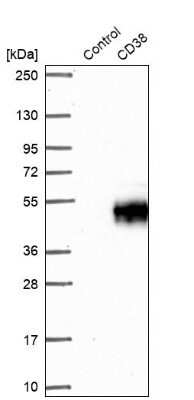 Western Blot: CD38 Antibody [NBP2-38668]
