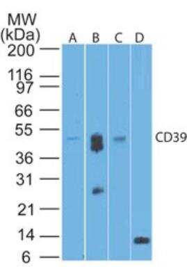 Western Blot: CD39/ENTPD1 Antibody (17B5F11)BSA Free [NBP2-25223]
