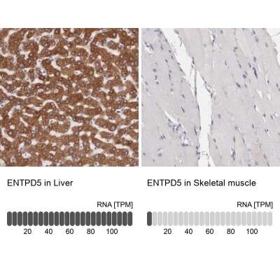 Immunohistochemistry-Paraffin: CD39L4/ENTPD5 Antibody [NBP1-85751]