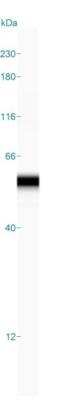 Simple Western: CD39L4/ENTPD5 Antibody [NBP1-85751]
