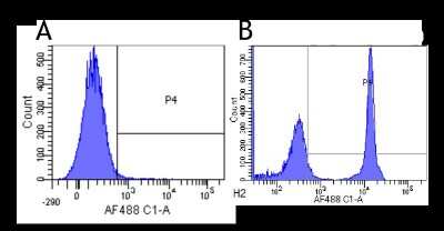 Flow Cytometry: CD4 Antibody (13B8.2) - Chimeric - Azide and BSA Free [NBP2-52670]
