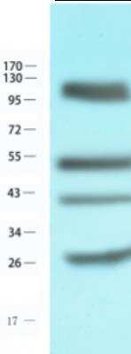 Western Blot: CD4 Antibody (CE9.1 (Clenoliximab))Azide and BSA Free [NBP2-75910]