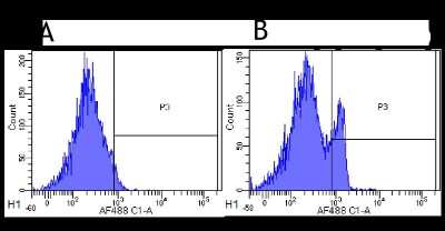 Flow Cytometry: CD4 Antibody (MT310) - Chimeric - Azide and BSA Free [NBP2-52663]