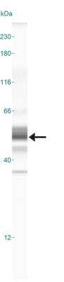 Simple Western: CD4 AntibodyBSA Free [NBP1-19371]