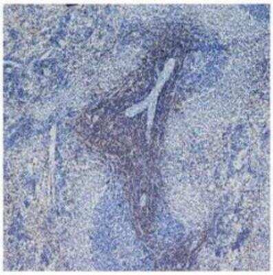 Immunohistochemistry-Frozen: CD4 Antibody (W3/25) - BSA Free [NB100-64988]