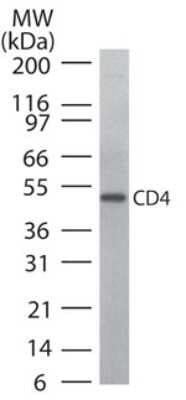 Western Blot: CD4 Antibody [NB100-56457]