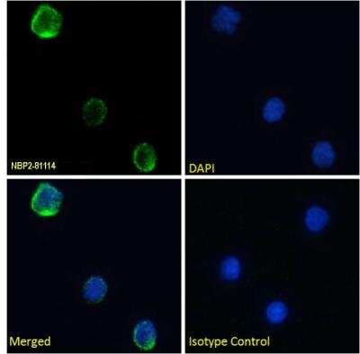 Immunocytochemistry/ Immunofluorescence: CD40 Ligand/TNFSF5 Antibody (YMF323.6) - Chimeric - Azide and BSA Free [NBP2-81114]
