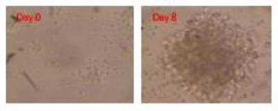 Immunocytochemistry: CD40 Ligand/TNFSF5 [DDX-S2]