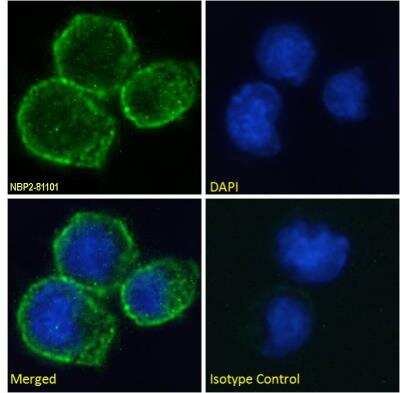 Immunocytochemistry/ Immunofluorescence: CD40/TNFRSF5 Antibody (A54 scFv) - Chimeric - Azide and BSA Free [NBP2-81101]