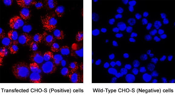 CD40 Ligand/TNFSF5 antibody in transfected CHO-S cells by Immunocytochemistry (ICC).