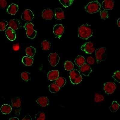 Immunocytochemistry/ Immunofluorescence: CD43/Sialophorin Antibody (DF-T1) - Azide and BSA Free [NBP2-33140]