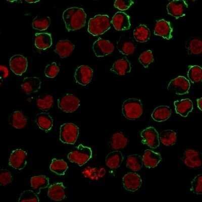 Immunocytochemistry/ Immunofluorescence: CD43/Sialophorin Antibody (SPM503) - Azide and BSA Free [NBP2-34775]