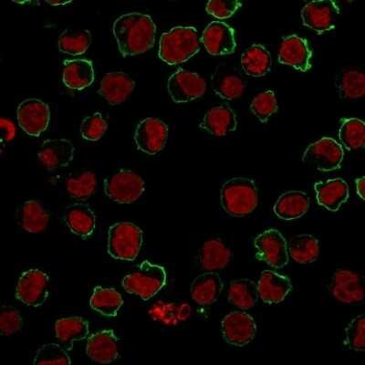 Immunocytochemistry/ Immunofluorescence: CD43/Sialophorin Antibody (SPM503) [NBP2-32822]
