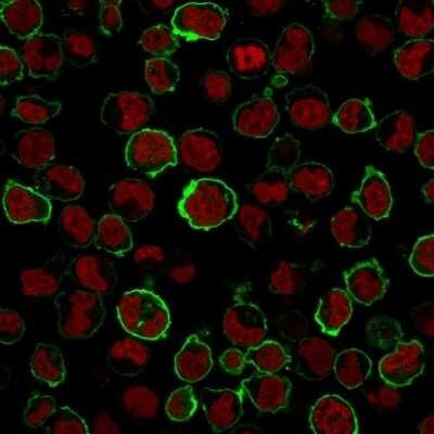 Immunocytochemistry/ Immunofluorescence: CD43/Sialophorin Antibody (SPN/1766R) [NBP2-53288]
