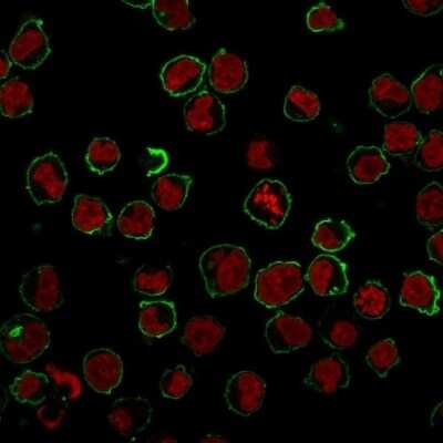 Immunocytochemistry/ Immunofluorescence: CD43/Sialophorin Antibody (SPN/839) [NBP2-44648]