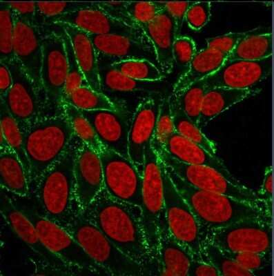 Immunocytochemistry/ Immunofluorescence: CD44 Antibody (156-3C11) [NBP2-34327]