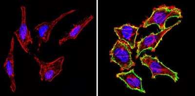 Immunocytochemistry/ Immunofluorescence: CD44 Antibody (1M7.8.1) - Azide and BSA Free [NBP2-22436]