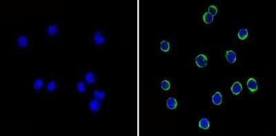 Immunocytochemistry/ Immunofluorescence: CD44 Antibody (1M7.8.1) - Azide and BSA Free [NBP2-22436]