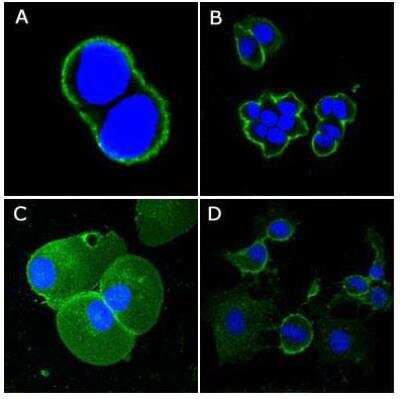 Immunocytochemistry/ Immunofluorescence: CD44 Antibody (8E2F3) - BSA Free [NBP1-47386]