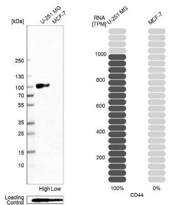 Western Blot: CD44 Antibody (CL13319) [NBP3-18578]
