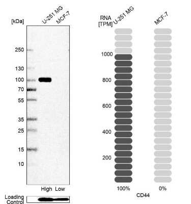 Western Blot: CD44 Antibody (CL13318) [NBP3-18580]