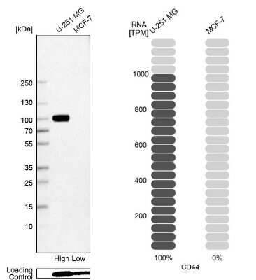 Western Blot: CD44 Antibody (CL13324) [NBP3-18566]
