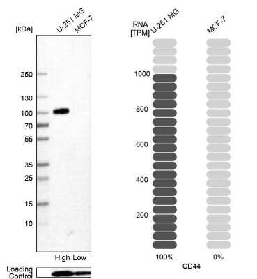 Western Blot: CD44 Antibody (CL13328) [NBP3-18558]