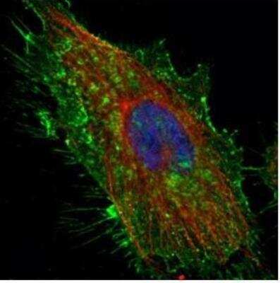 Immunocytochemistry/ Immunofluorescence: CD44 Antibody [NBP1-31488]