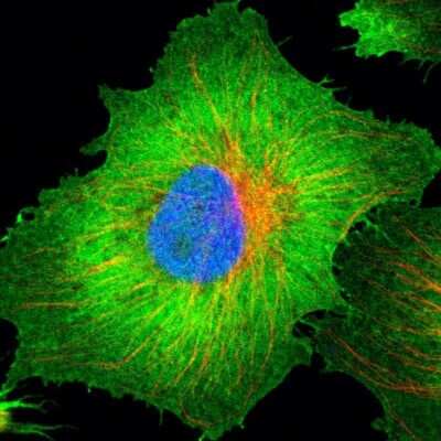Immunocytochemistry/ Immunofluorescence: CD44 Antibody [NBP1-84578]