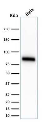 Western Blot: CD44 Antibody (SPM544)Azide and BSA Free [NBP2-34420]