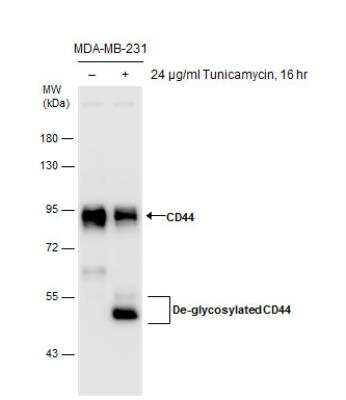 Western Blot: CD44 Antibody [NBP1-31488]
