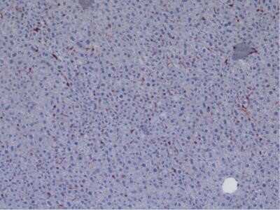 Immunohistochemistry: CD45 Antibody (30-F11) - Azide and BSA Free [NBP2-80652]