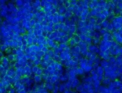 Immunohistochemistry: CD45 Antibody (30-F11) - Azide and BSA Free [NBP2-80652]