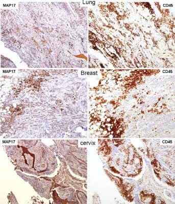 Immunohistochemistry-Paraffin: CD45 Antibody (5C16) - Azide and BSA Free [NB110-93609]