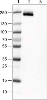 Western Blot: CD45 Antibody (CL0159) [NBP2-52868]