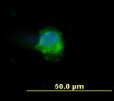 Immunocytochemistry/ Immunofluorescence: CD45 Antibody (MEM-28) - BSA Free [NB500-319]