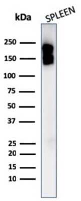 Western Blot: CD45 Antibody (PTPRC/1975R)Azide and BSA Free [NBP3-08910]