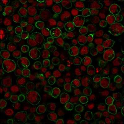 Immunocytochemistry/ Immunofluorescence: CD45RA Antibody (111-1C5) [NBP2-44861]